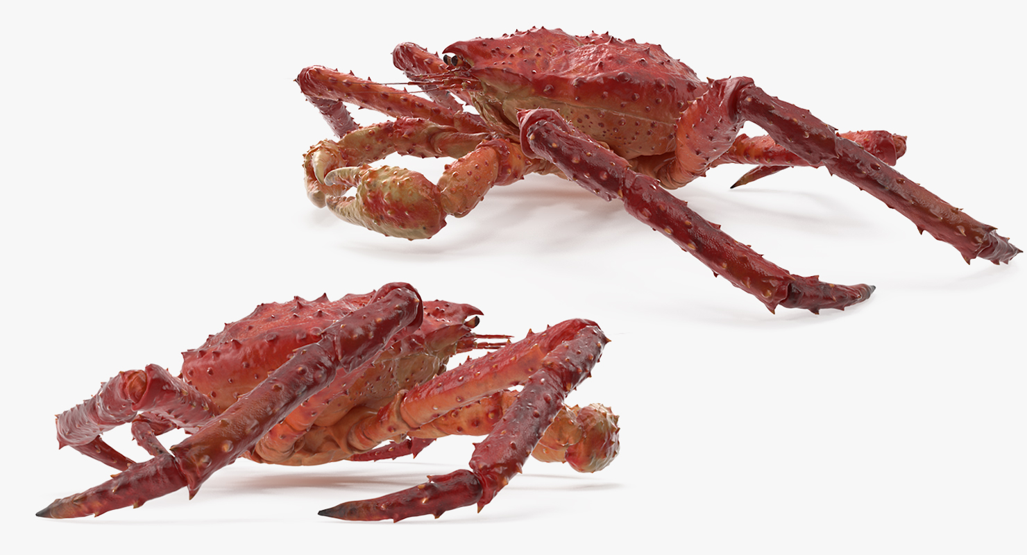 3D Red King Crab model