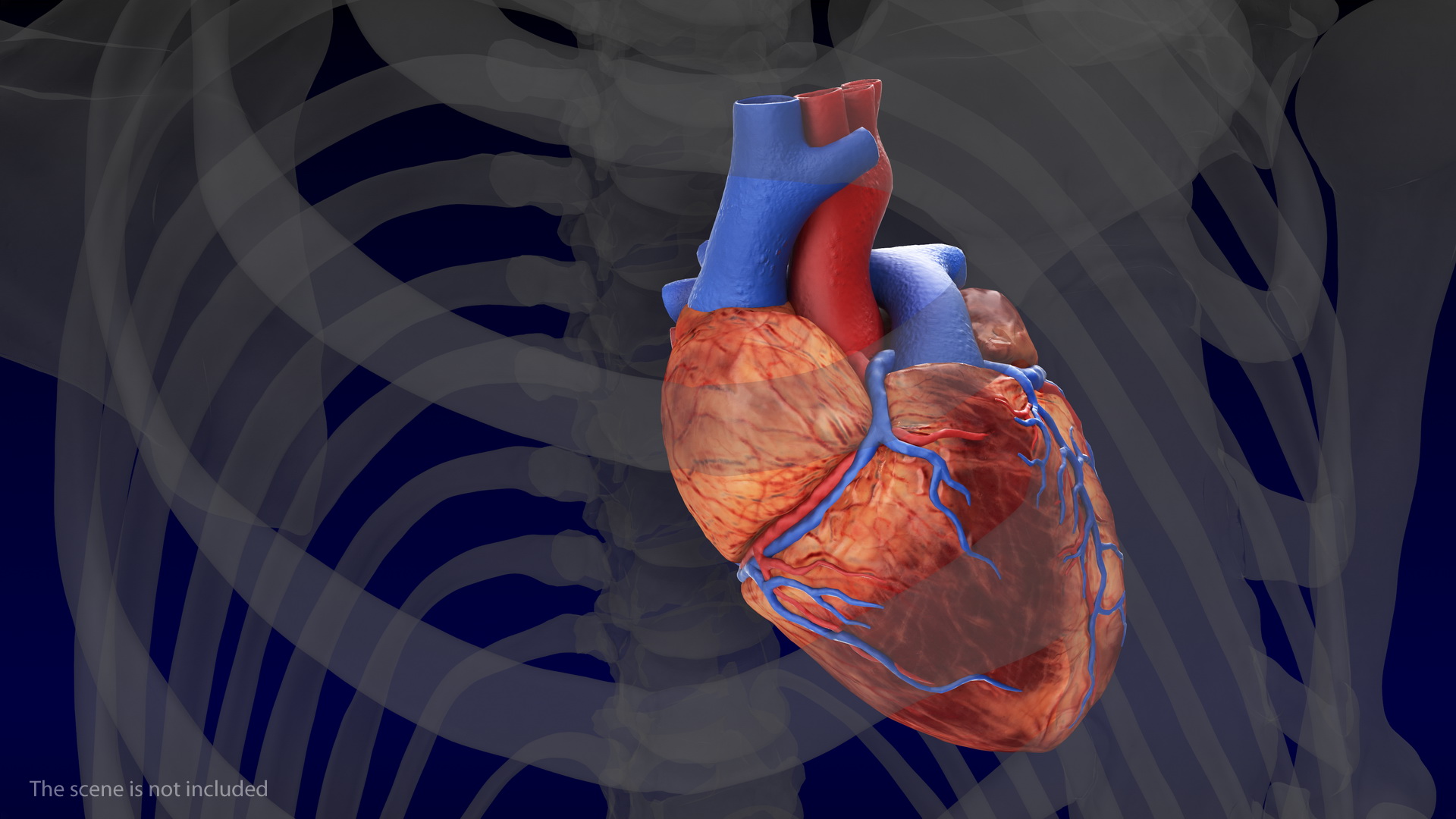 Human Heart Model 3D