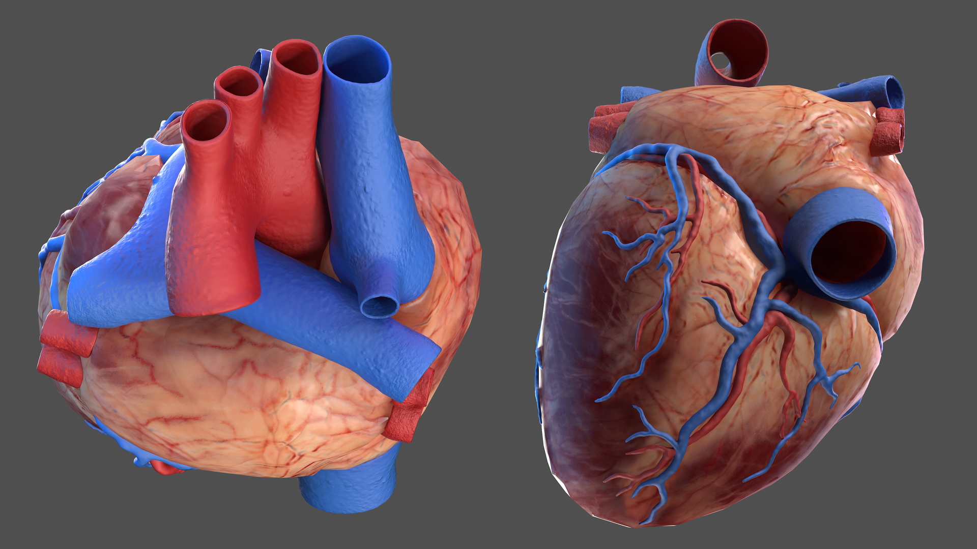 Human Heart Model 3D