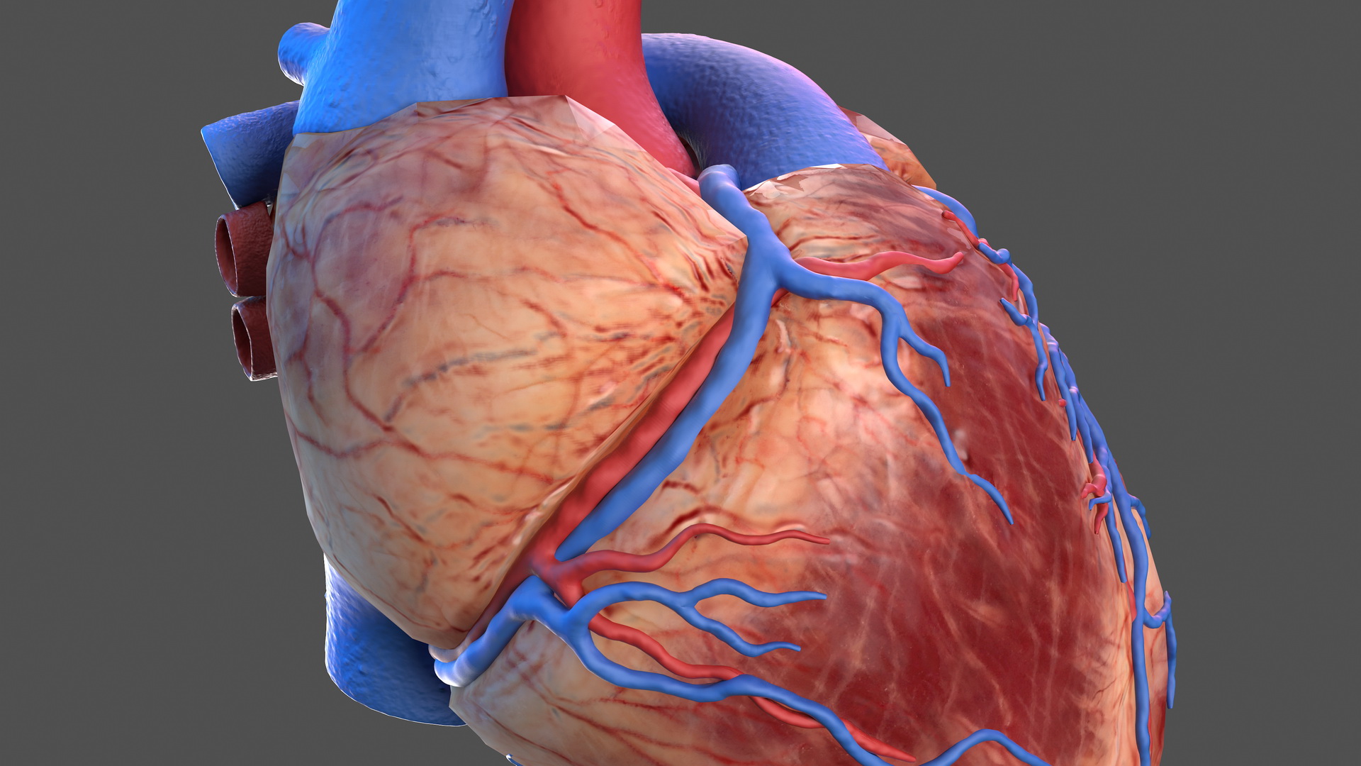 Human Heart Model 3D