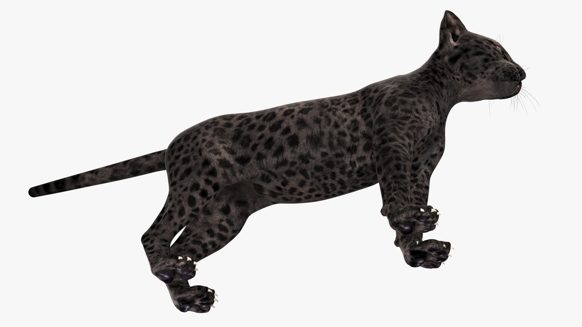 3D Black Leopard Cub Standing Pose