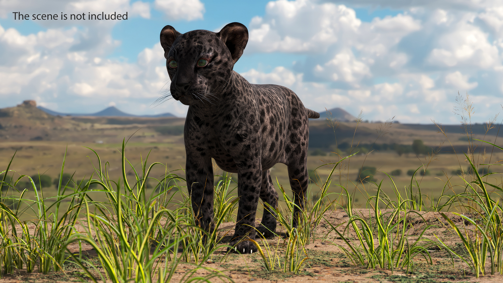 3D Black Leopard Cub Standing Pose