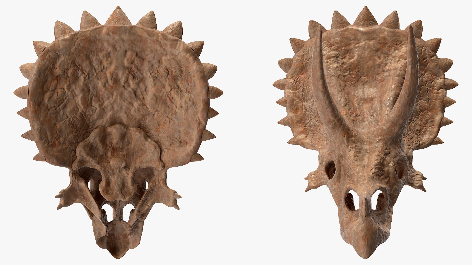 Triceratops Skull Part Fossil 3D model