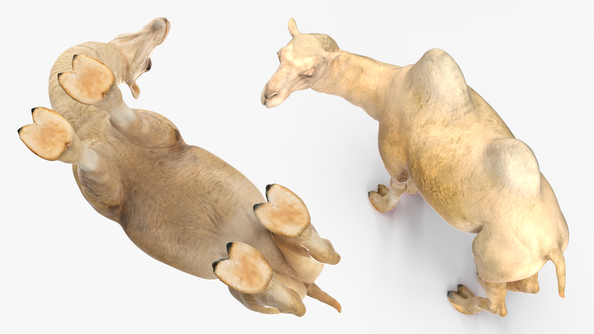 Bactrian Camel on Desert Sand 3D model