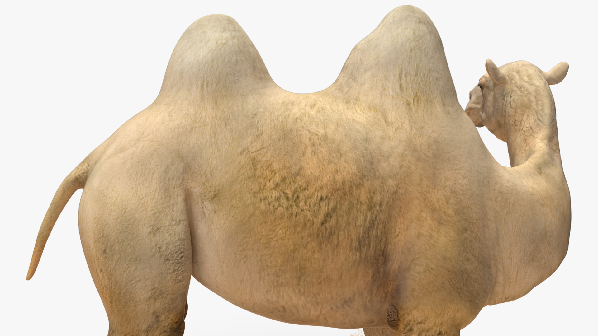 Bactrian Camel on Desert Sand 3D model