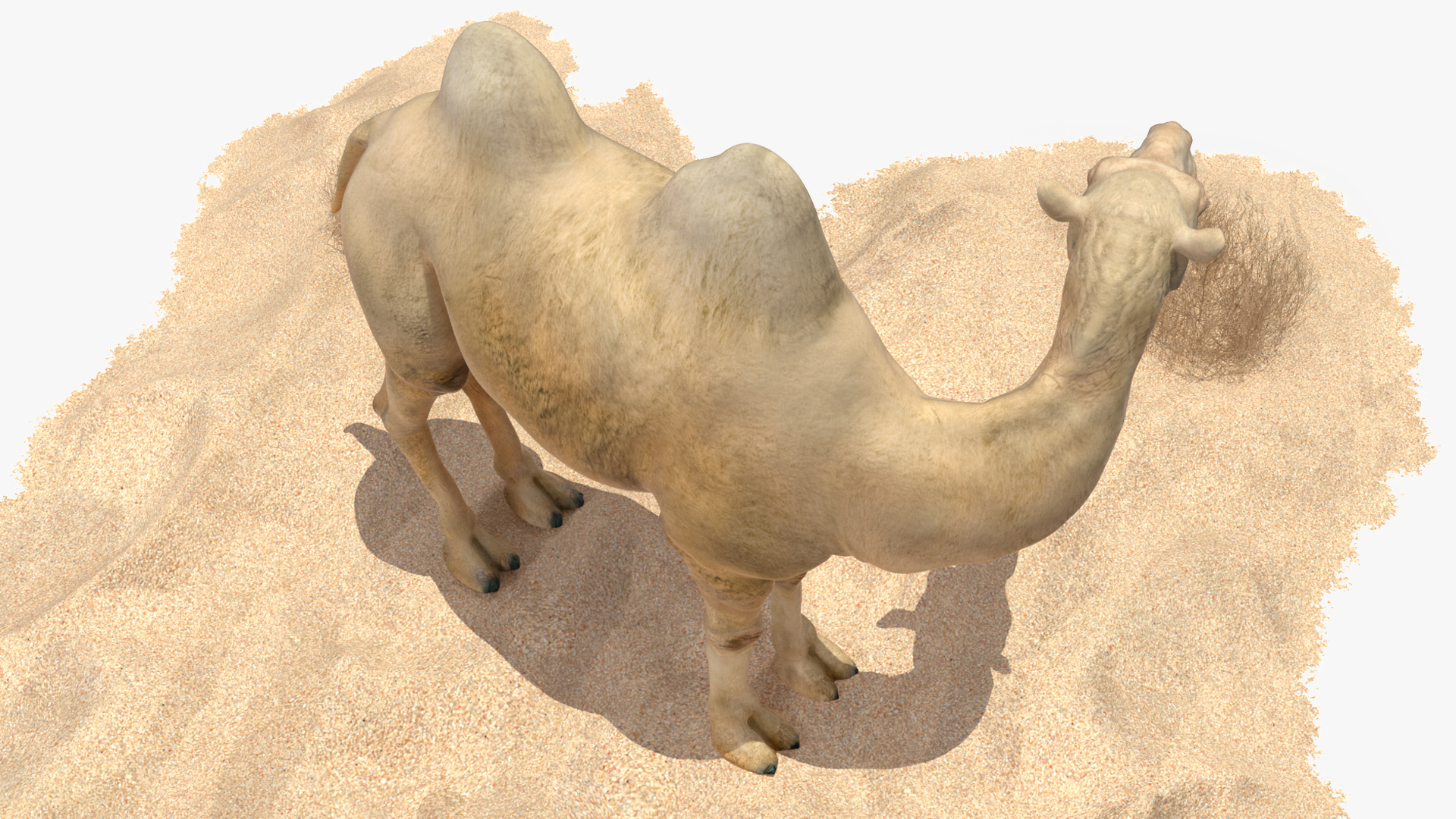 Bactrian Camel on Desert Sand 3D model