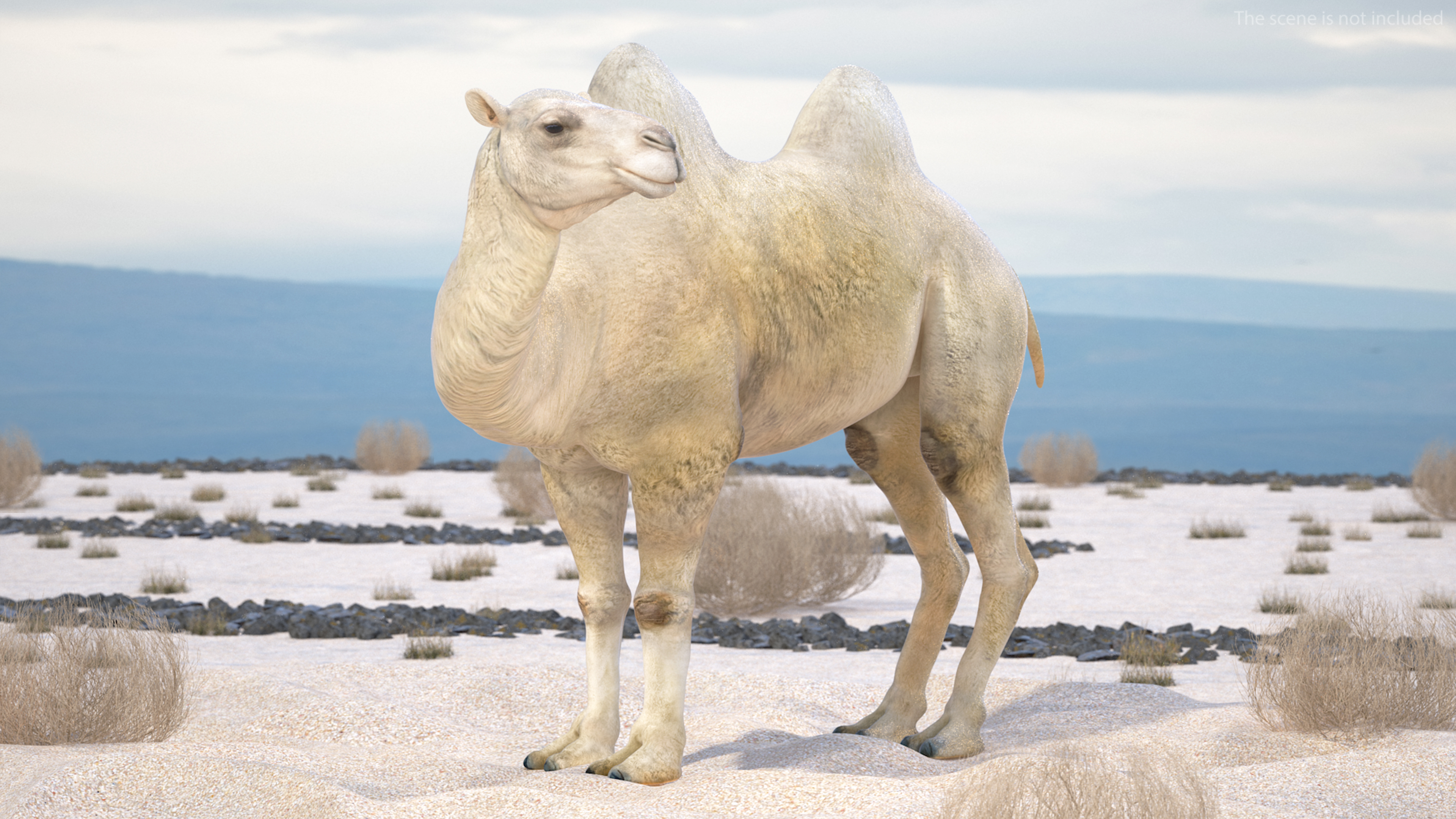 Bactrian Camel on Desert Sand 3D model