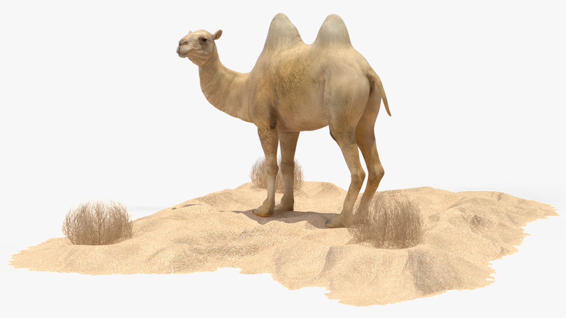 Bactrian Camel on Desert Sand 3D model