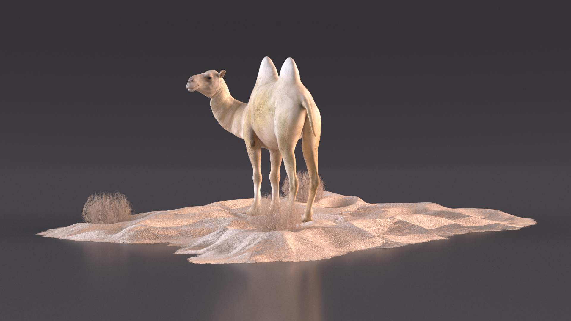 Bactrian Camel on Desert Sand 3D model