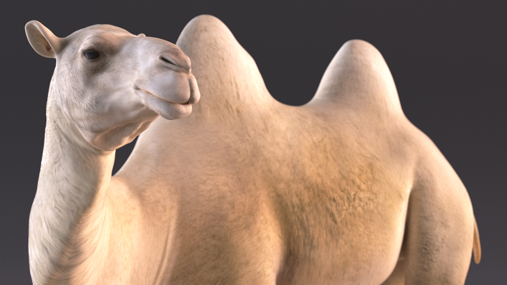 Bactrian Camel on Desert Sand 3D model