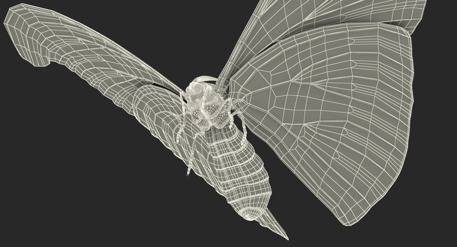 Atlas Moth Flying Pose 3D