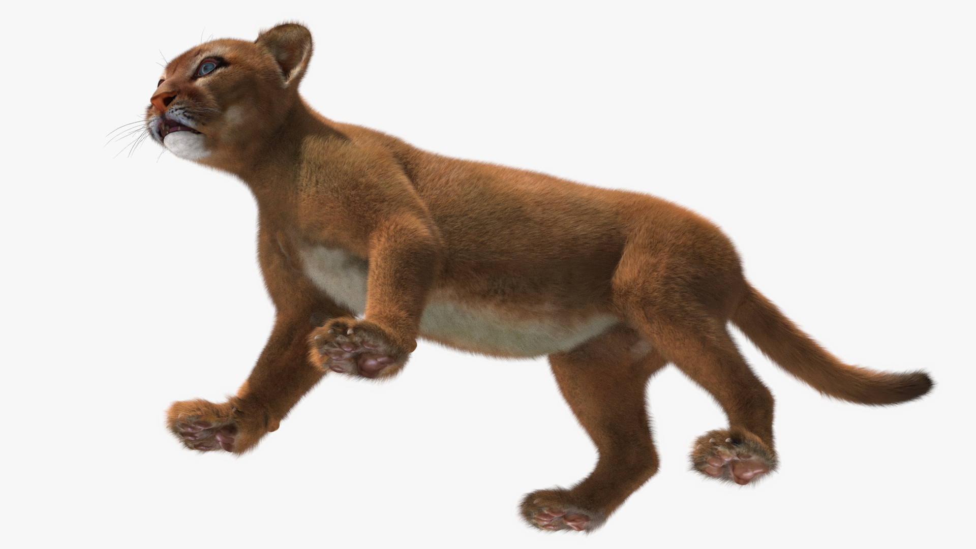 Baby Puma Cub Fur 3D