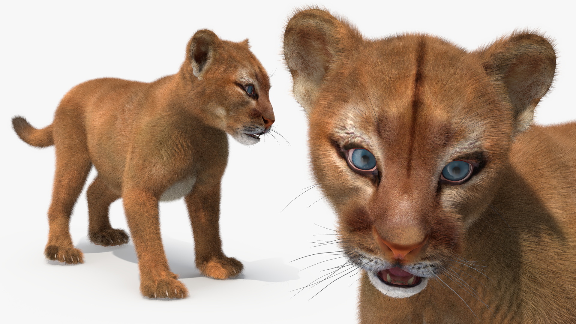 Baby Puma Cub Fur 3D