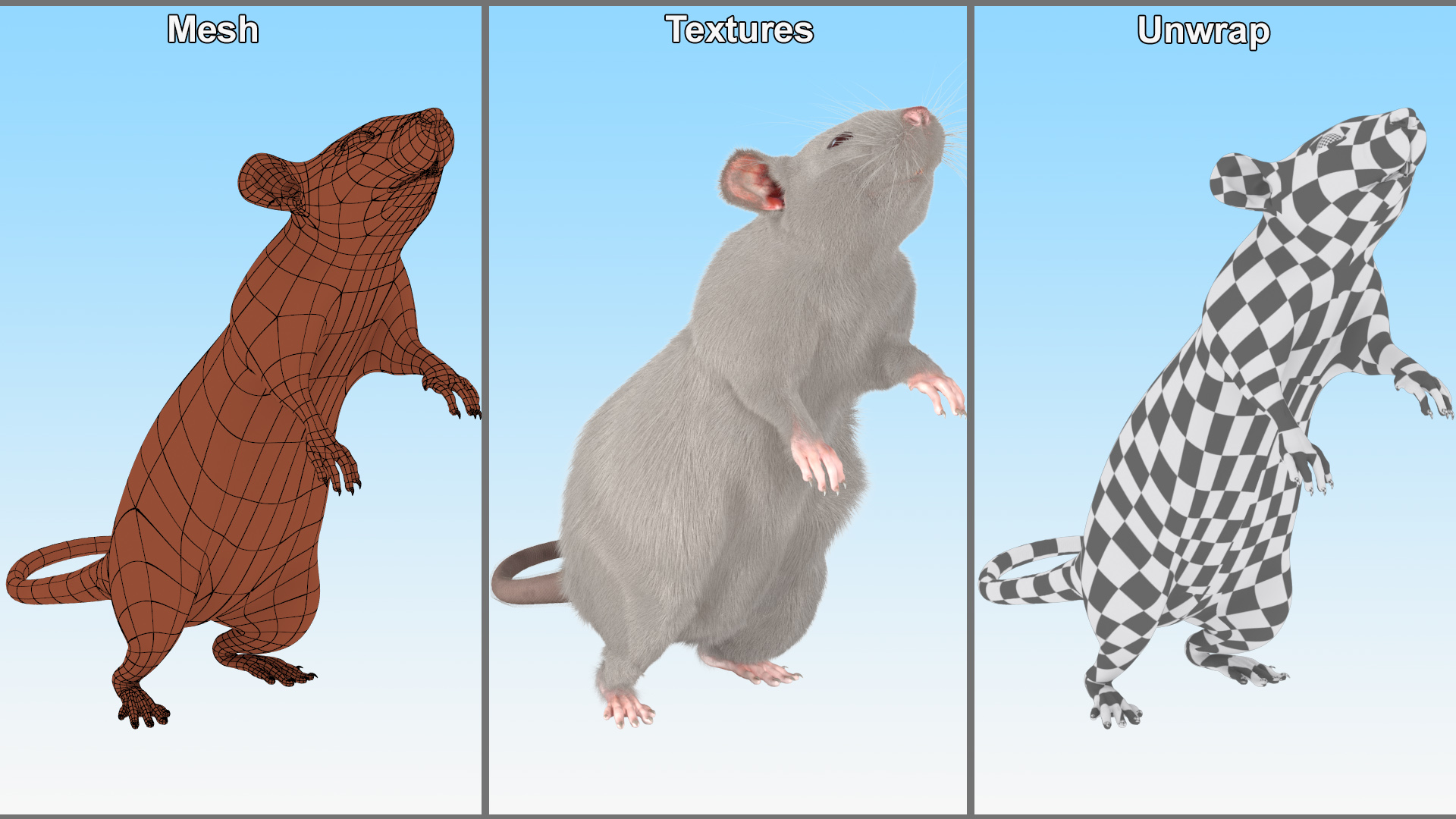 Realistic White Rat Standing with Fur 3D