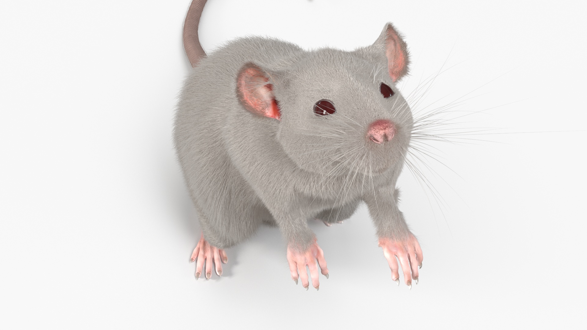 Realistic White Rat Standing with Fur 3D