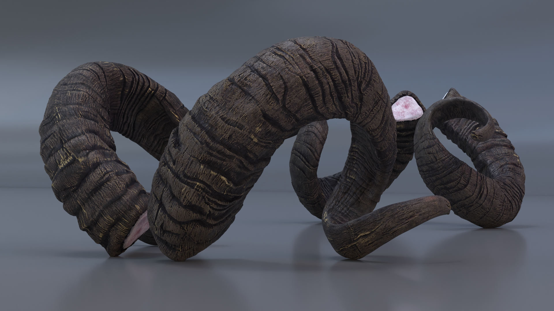 Sawed off Mountain Ram Horns Black 3D model