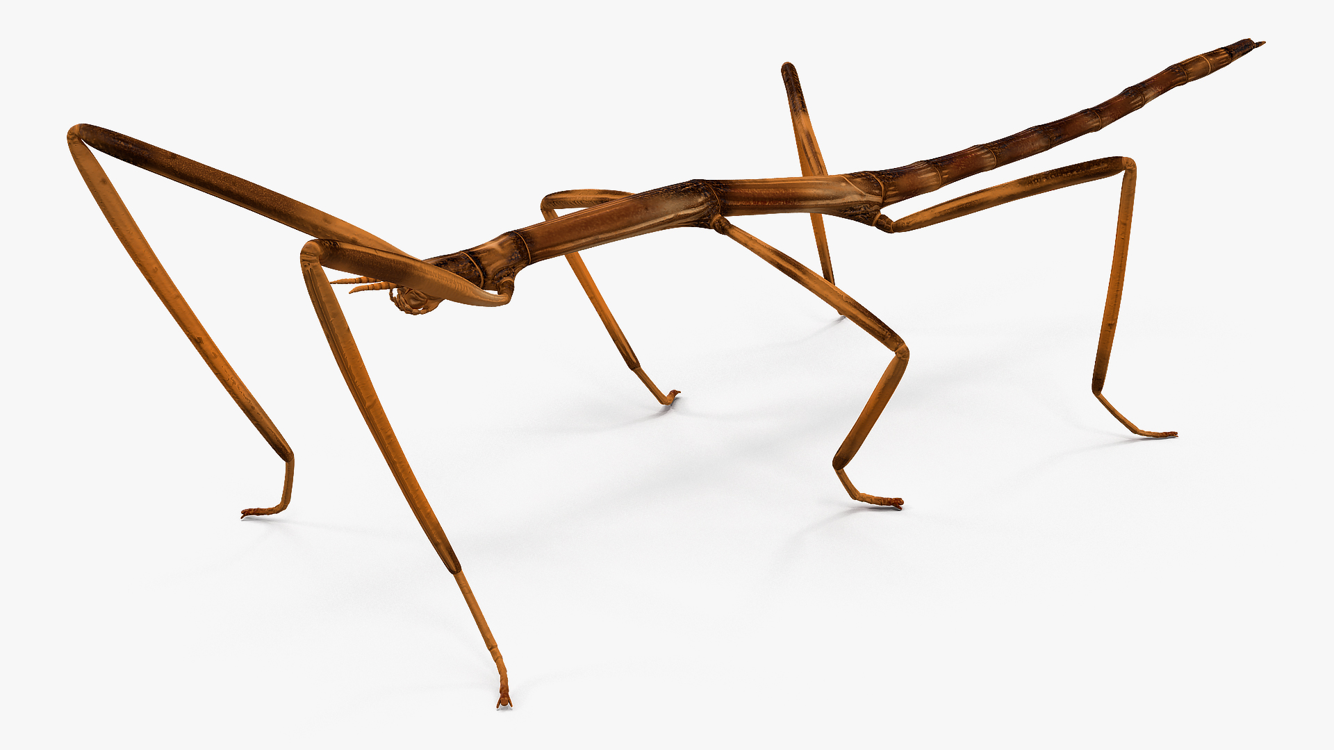 3D model Stick Insect Brown Rigged