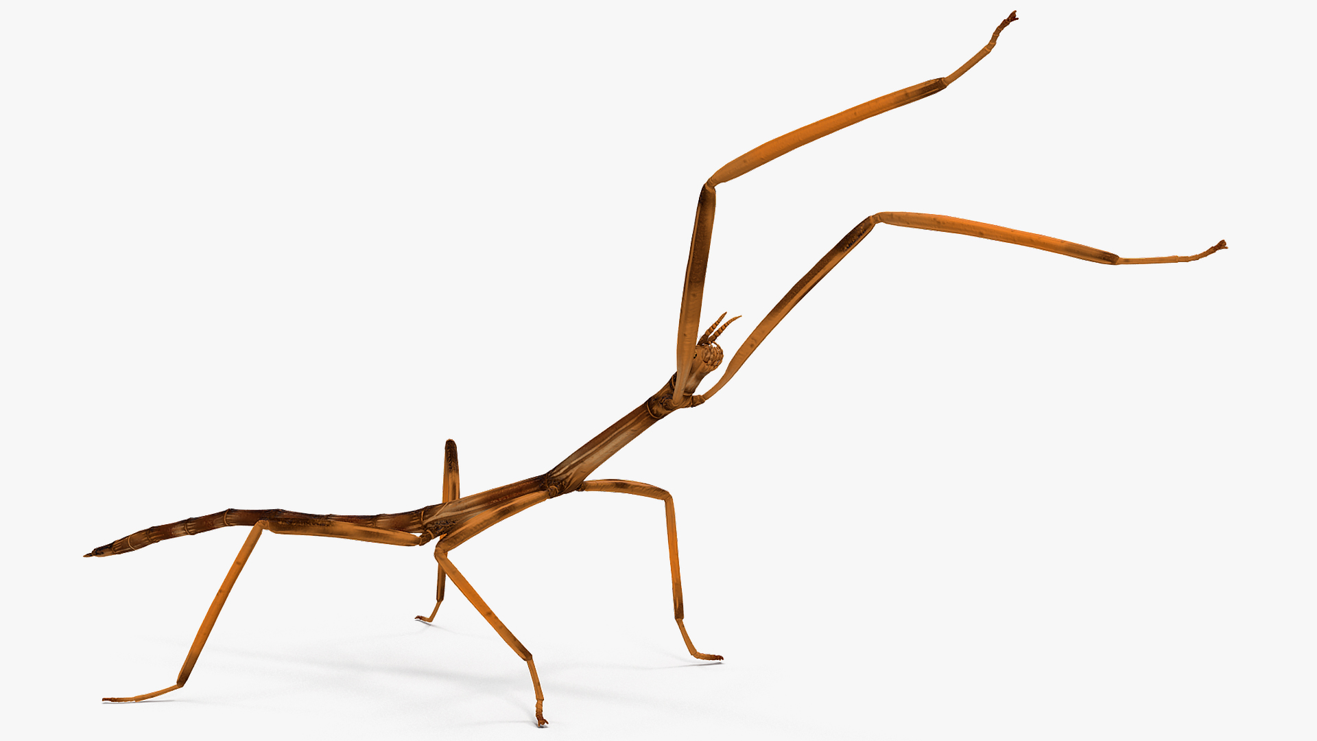 3D model Stick Insect Brown Rigged