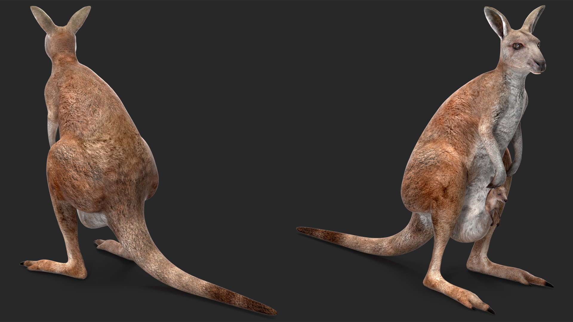 Mother Kangaroo with Baby Standing 3D model