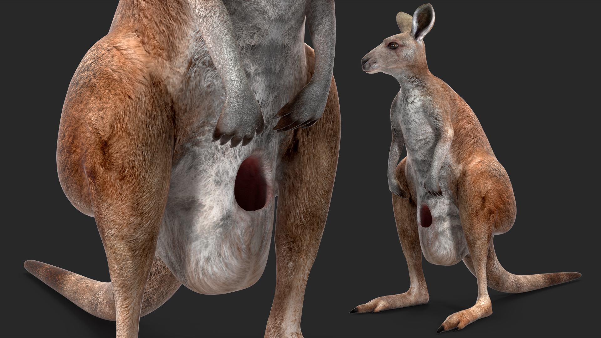 Mother Kangaroo with Baby Standing 3D model