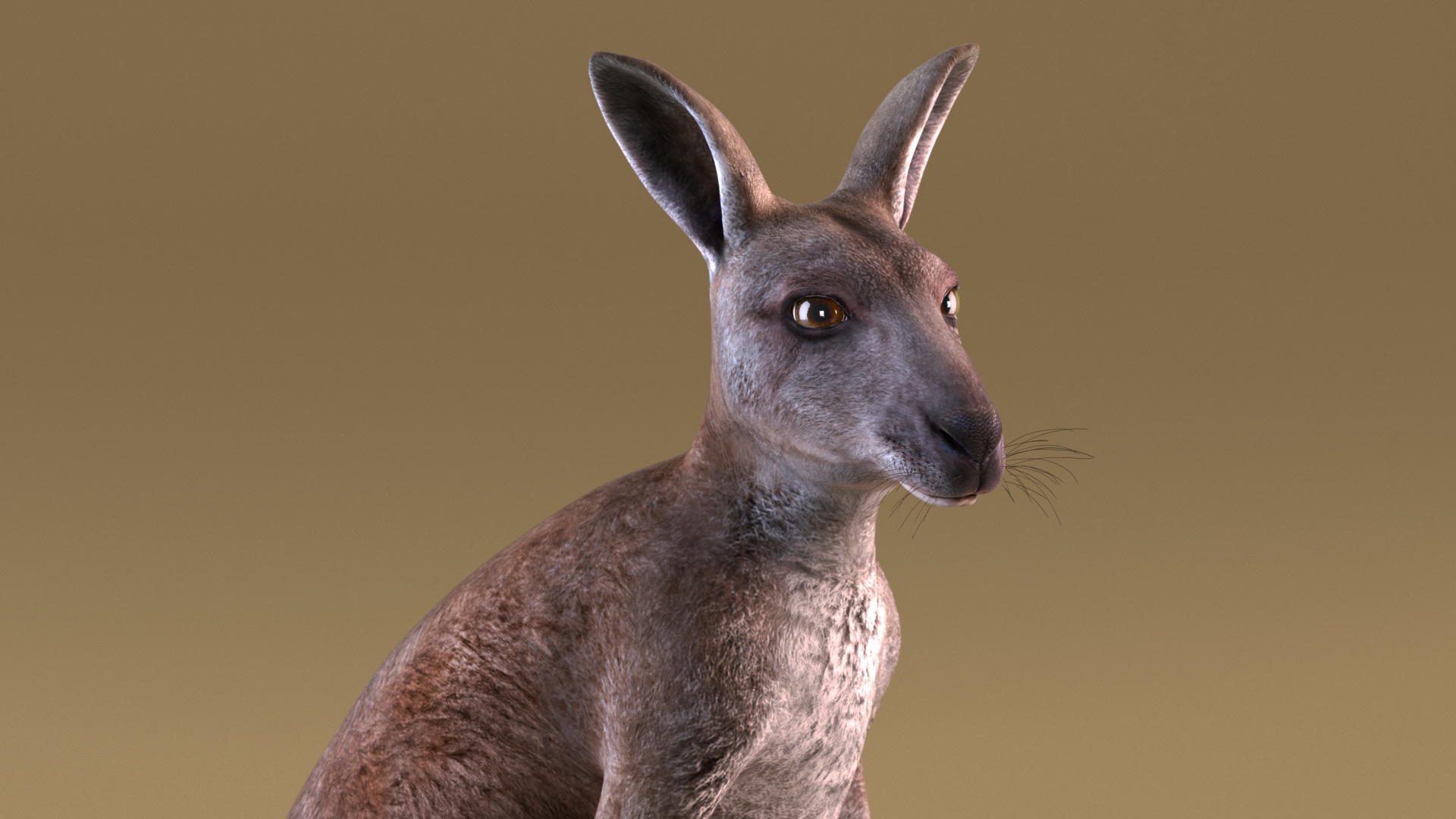 Mother Kangaroo with Baby Standing 3D model