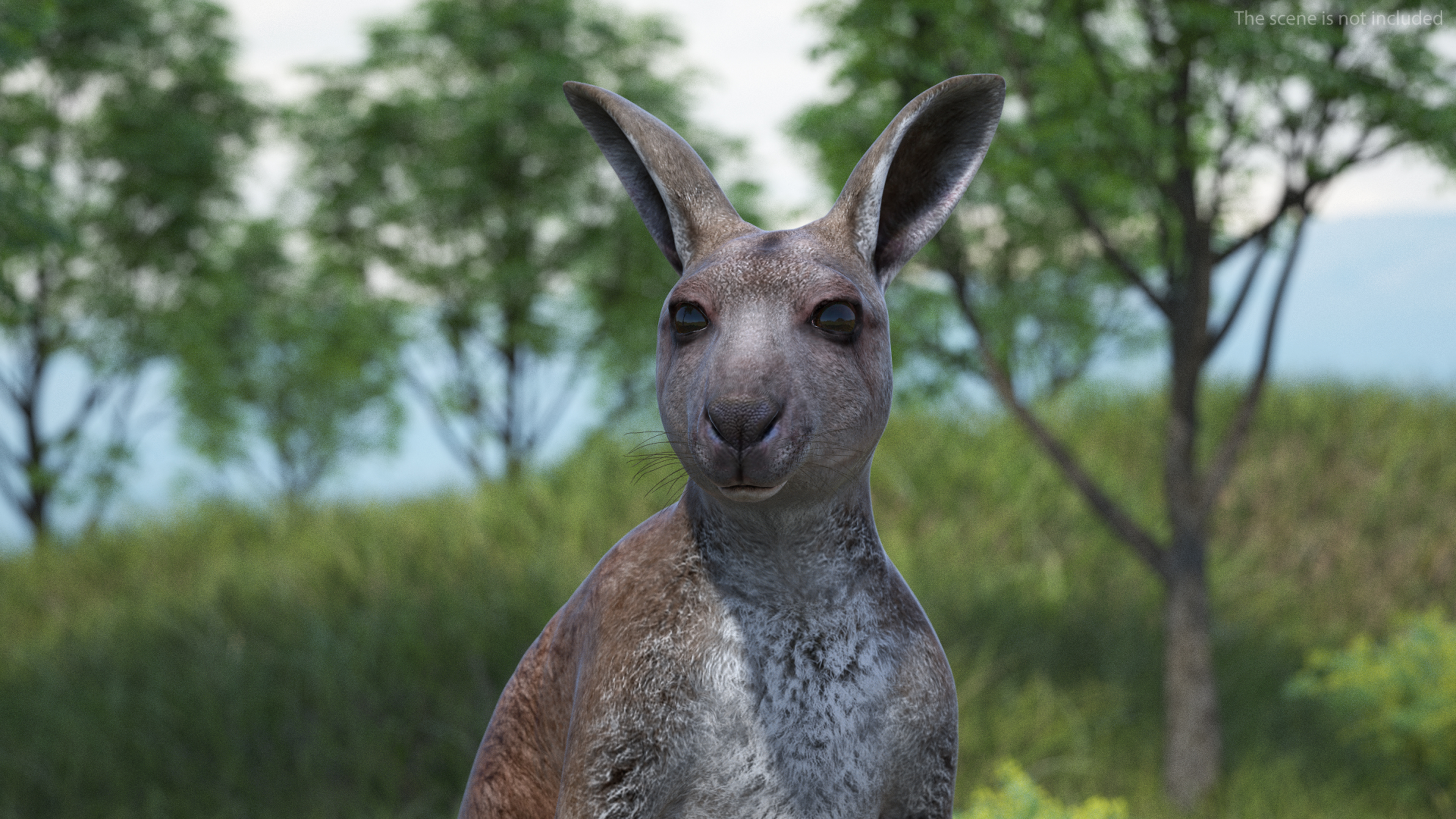 Mother Kangaroo with Baby Standing 3D model