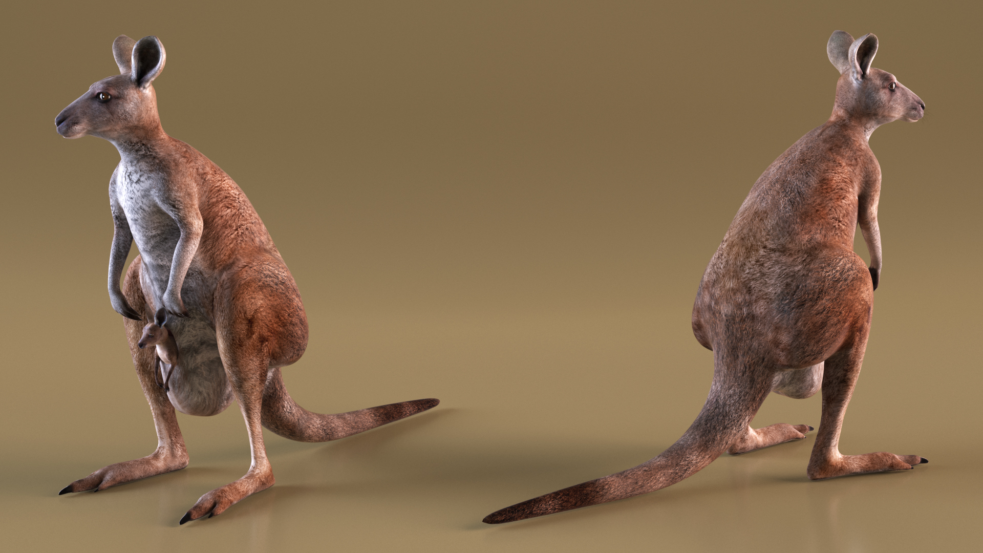 Mother Kangaroo with Baby Standing 3D model