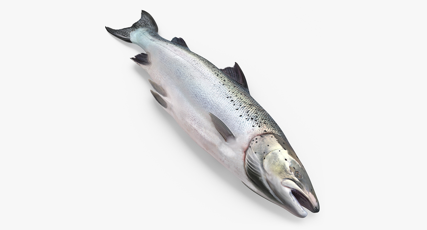 Atlantic Salmon Fish Lying on the Floor 3D model