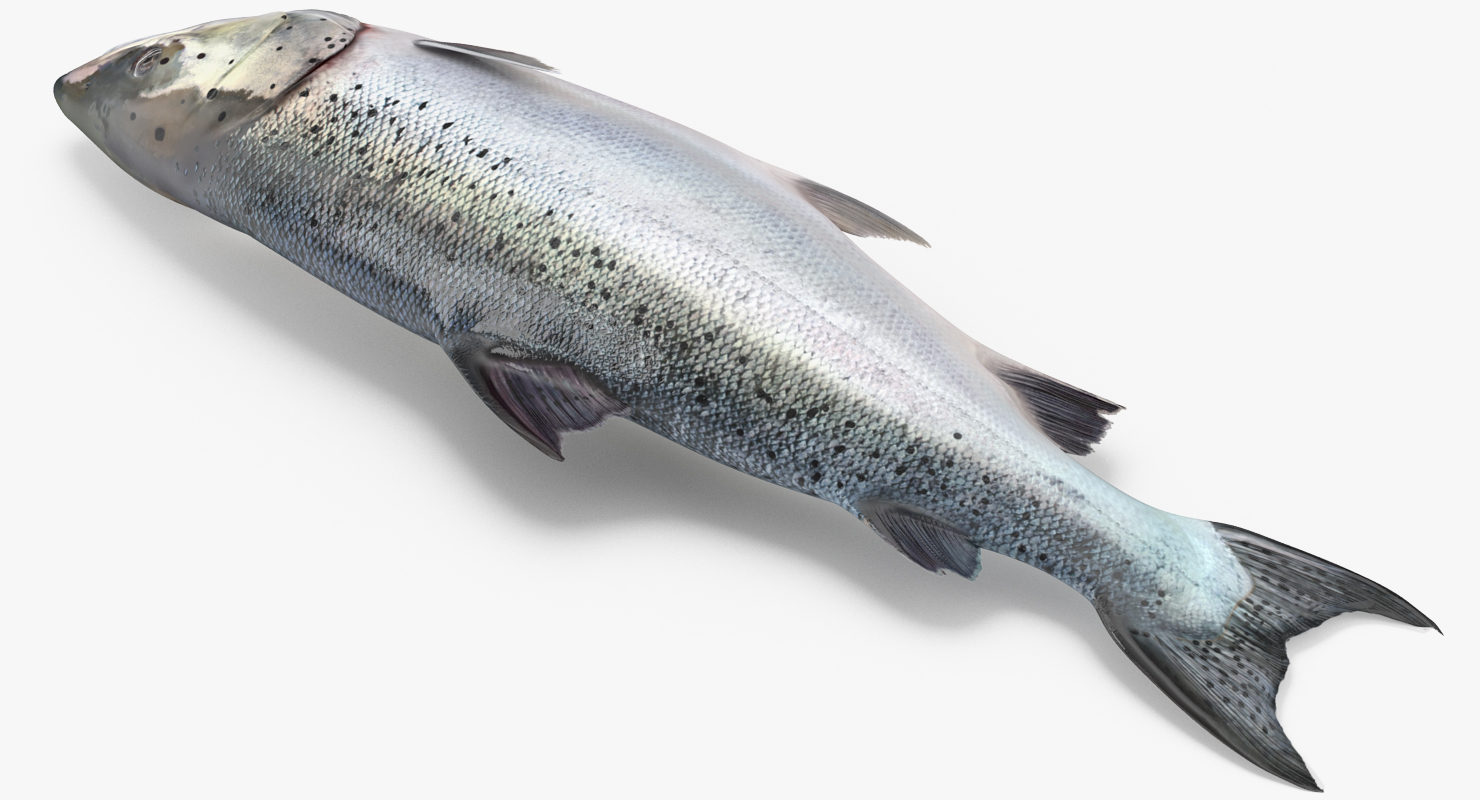 Atlantic Salmon Fish Lying on the Floor 3D model