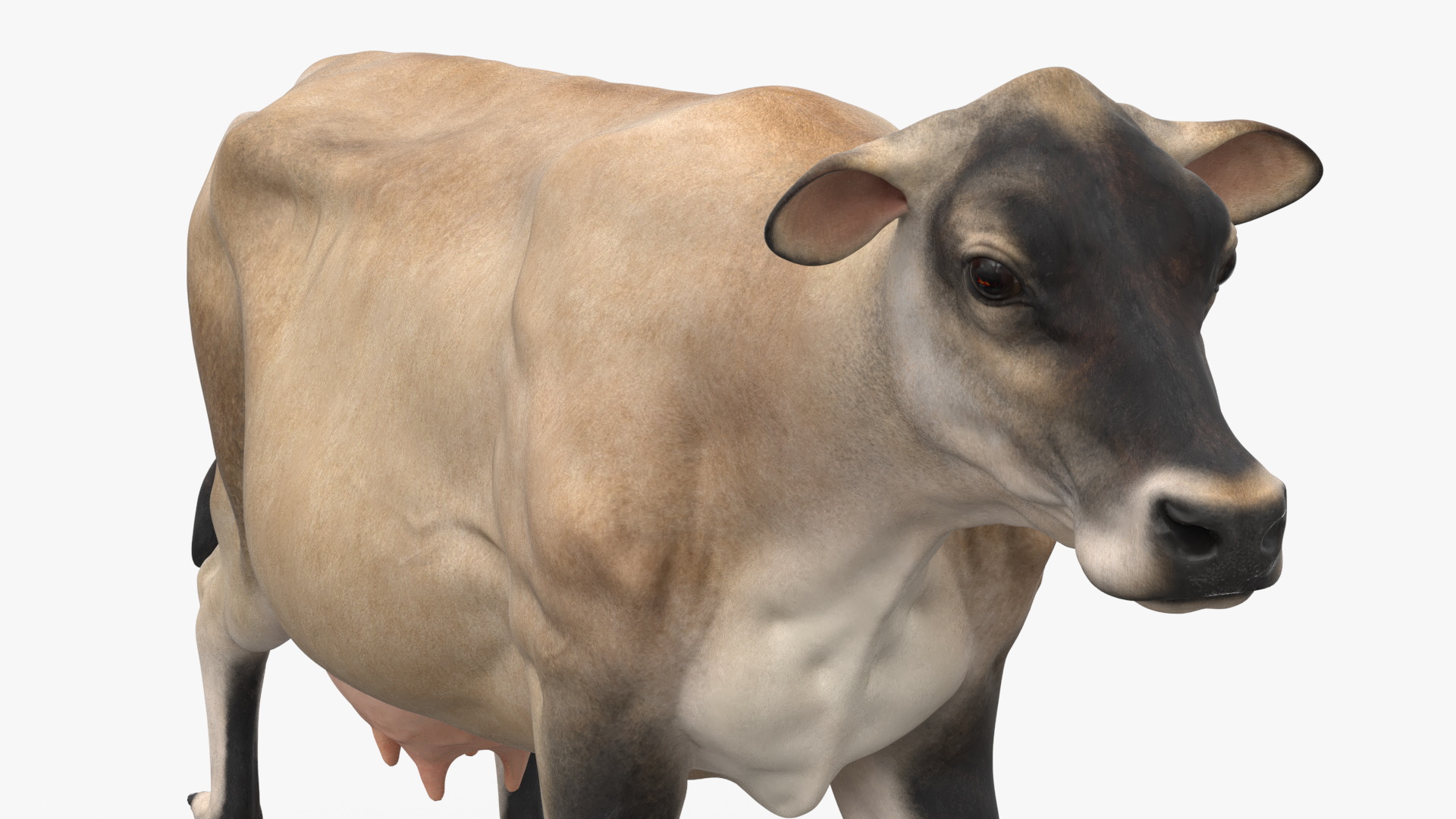 Mini Cow Goes Beige 3D model