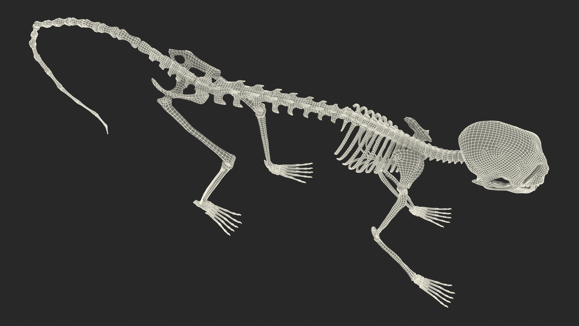 3D model Common Marmoset Monkey Skeleton Crawling