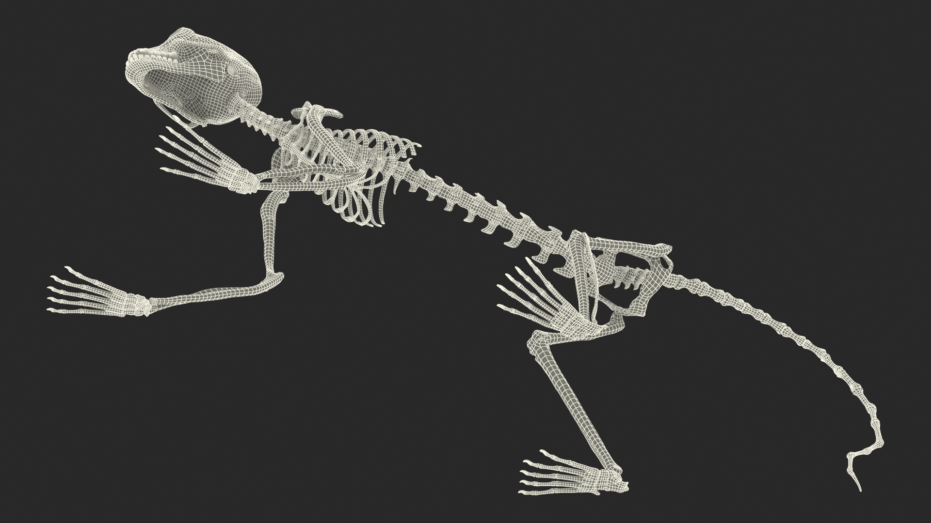 3D model Common Marmoset Monkey Skeleton Crawling