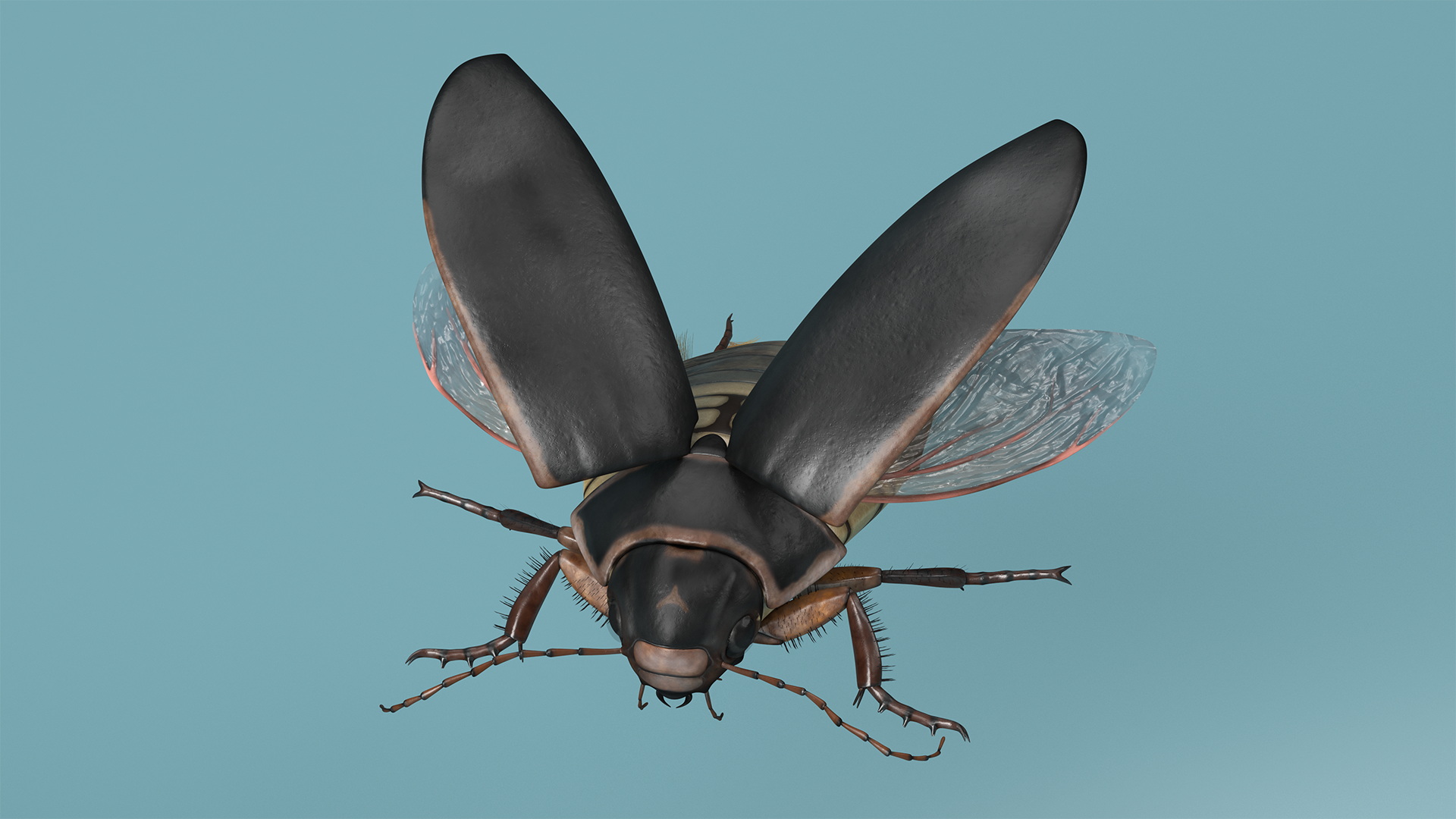 Aquatic Beetle Black Flying 3D