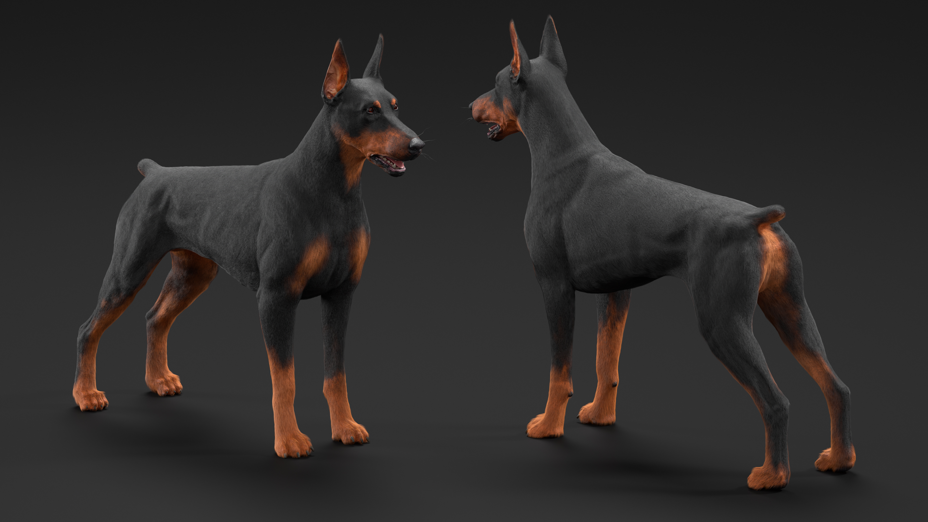 3D model Doberman Pinscher Dog Fur