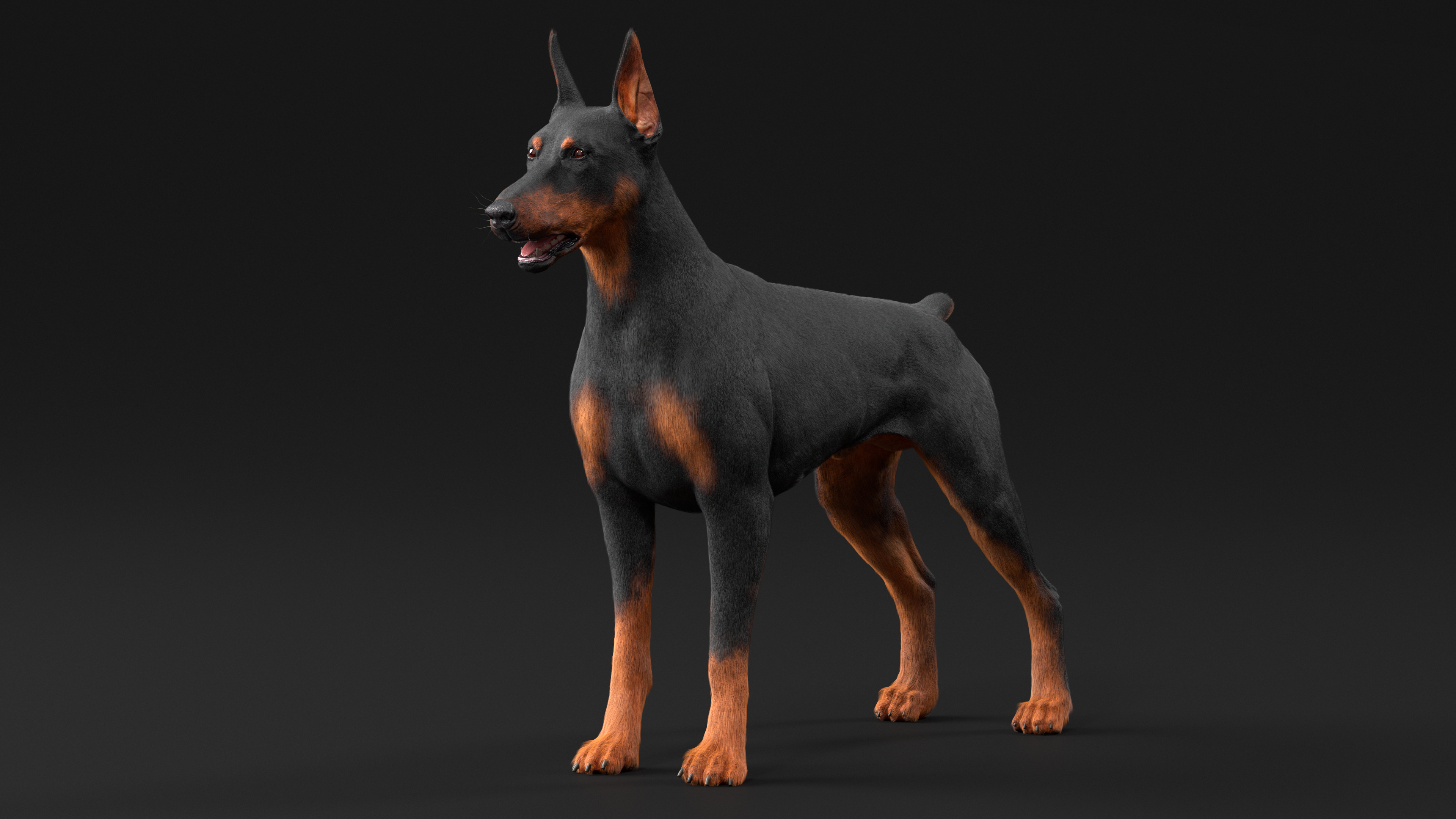 3D model Doberman Pinscher Dog Fur