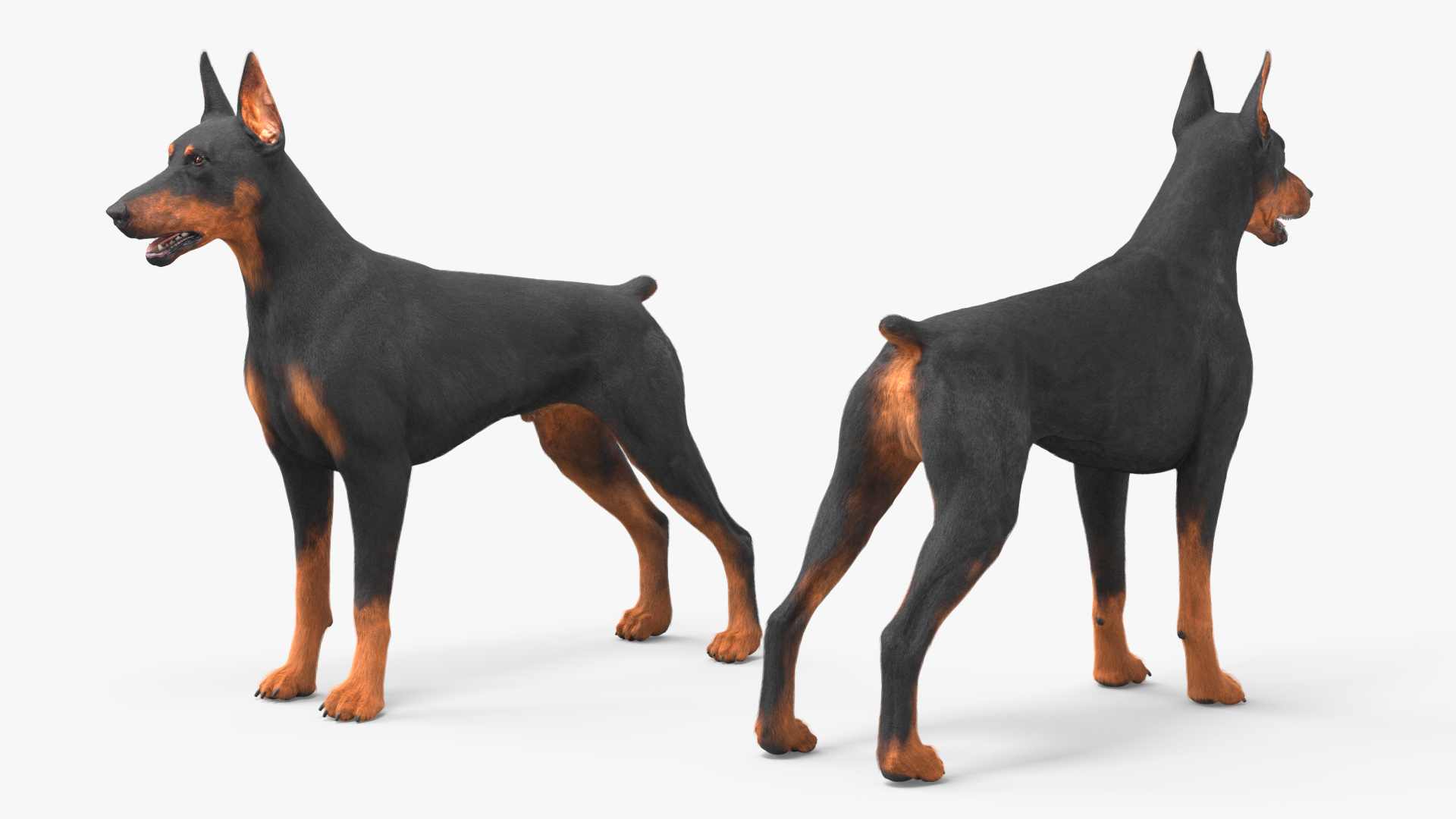 3D model Doberman Pinscher Dog Fur