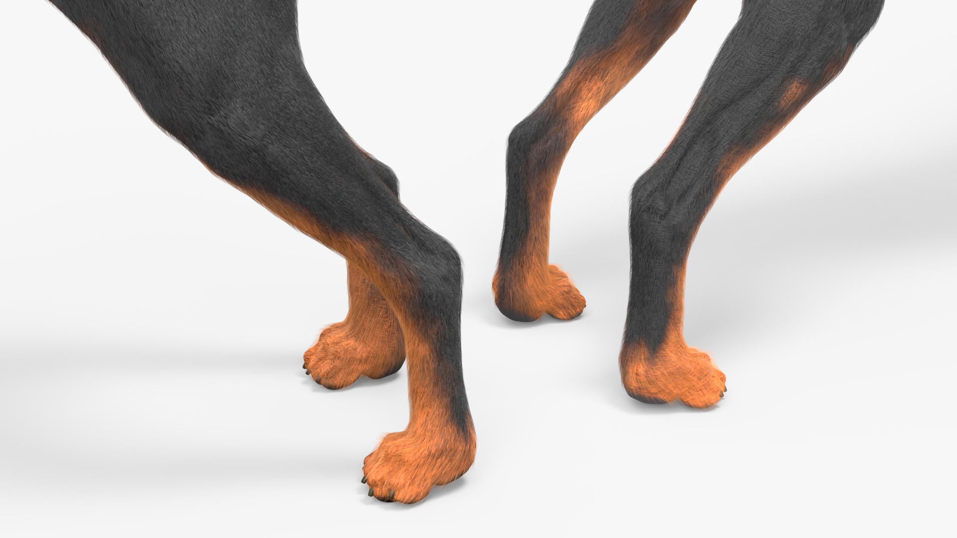 3D model Doberman Pinscher Dog Fur