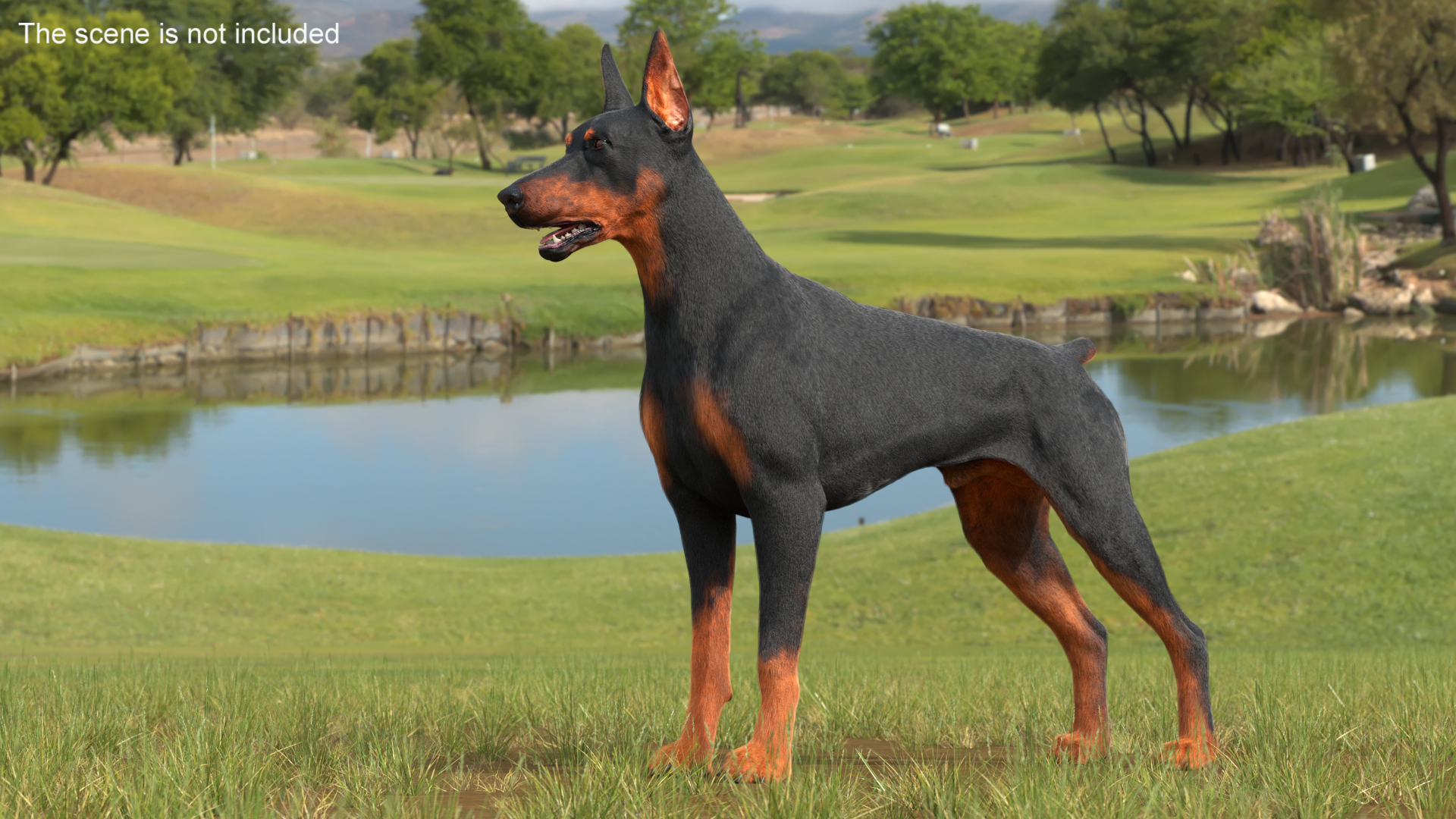 3D model Doberman Pinscher Dog Fur