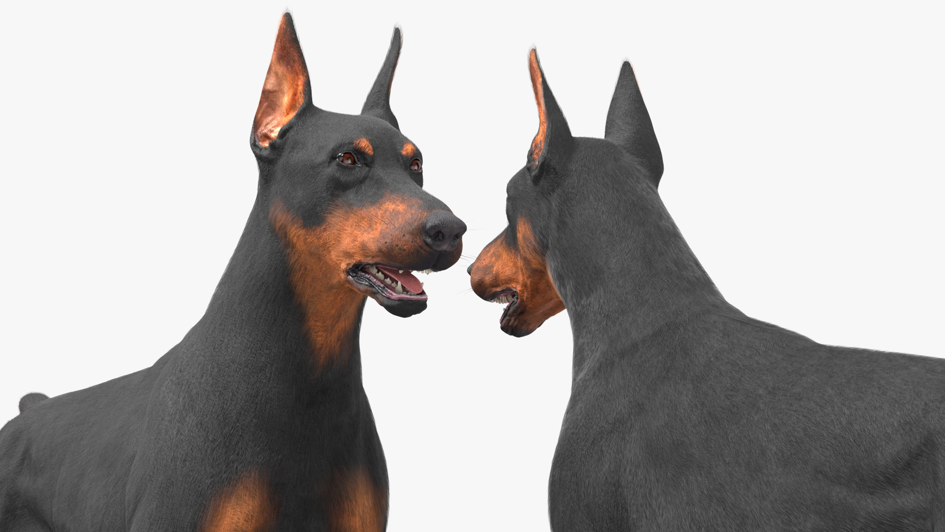 3D model Doberman Pinscher Dog Fur