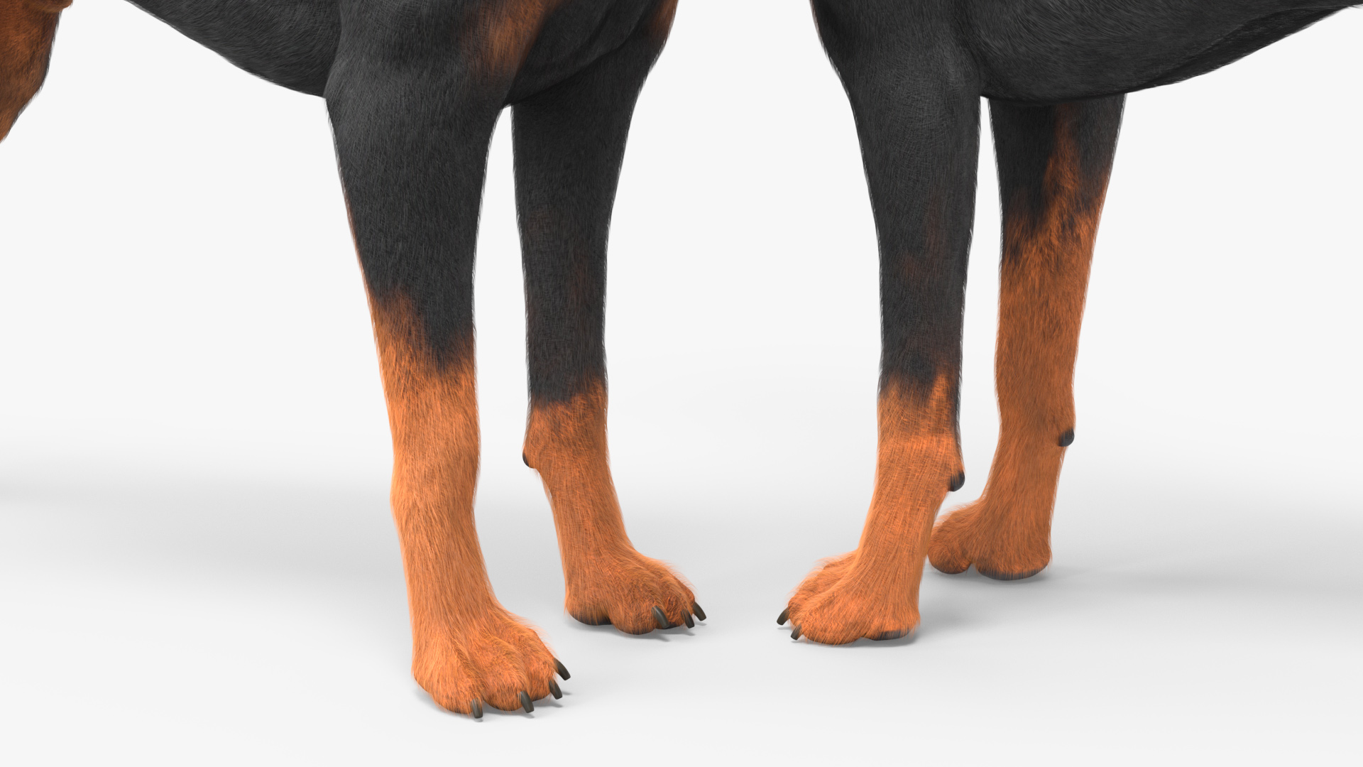 3D model Doberman Pinscher Dog Fur