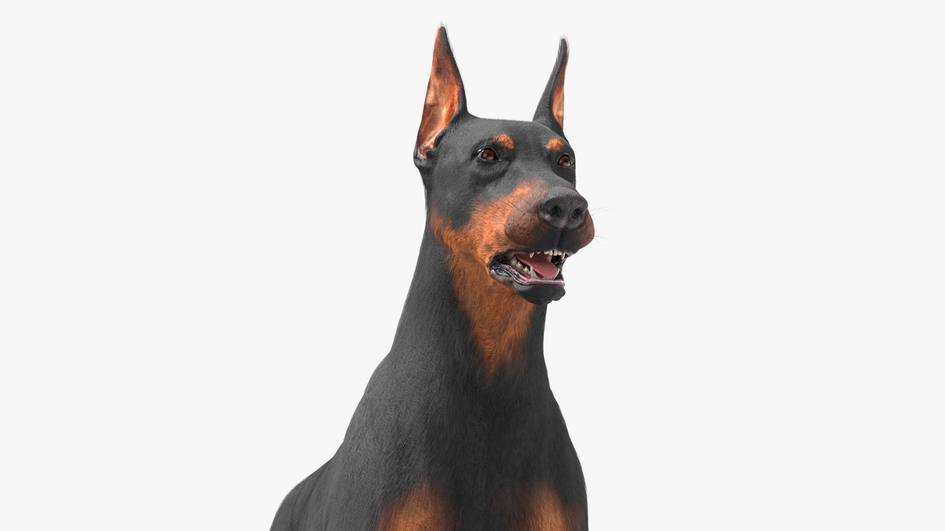 3D model Doberman Pinscher Dog Fur