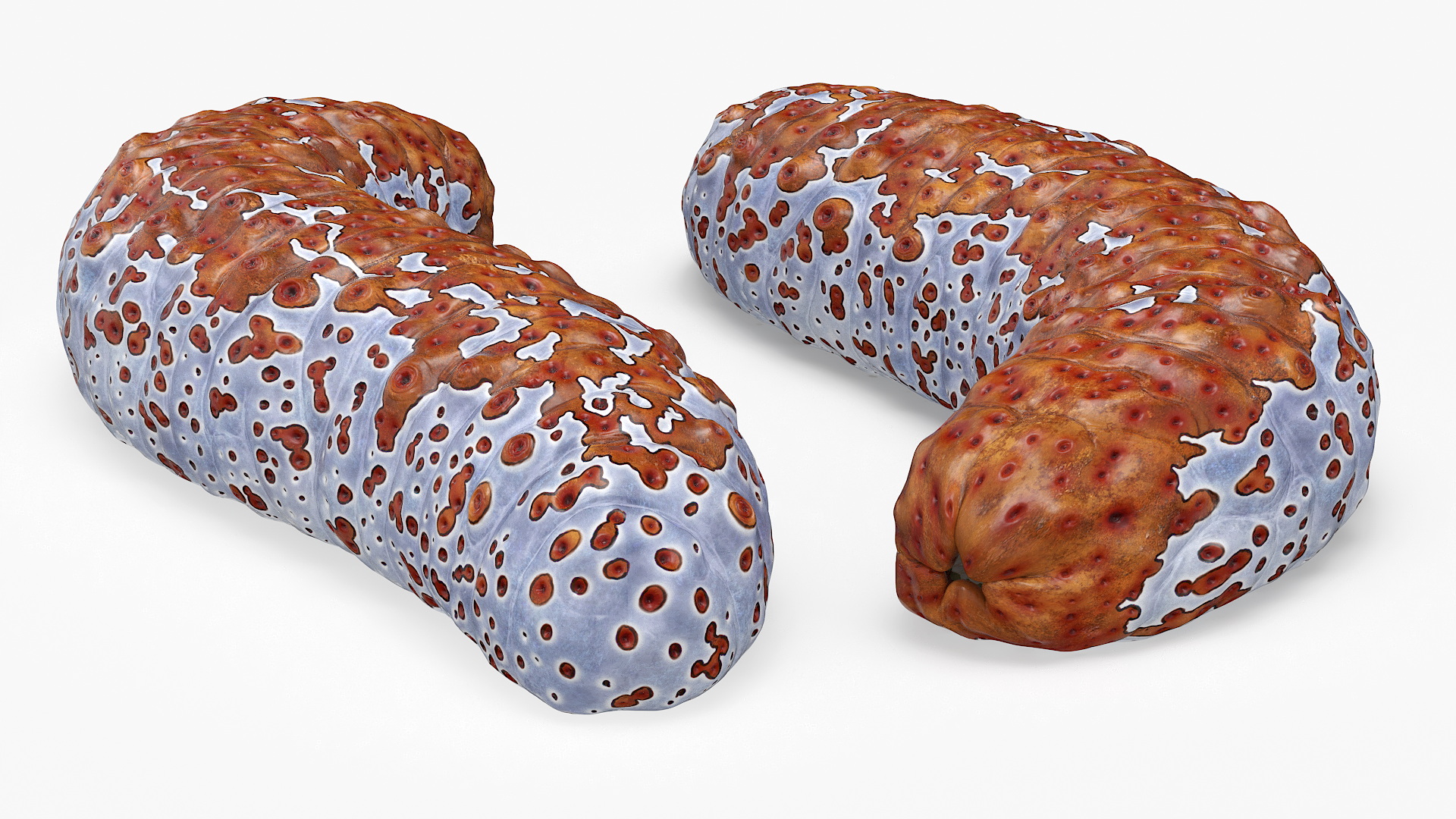 3D model Sea Cucumber S Shaped Red