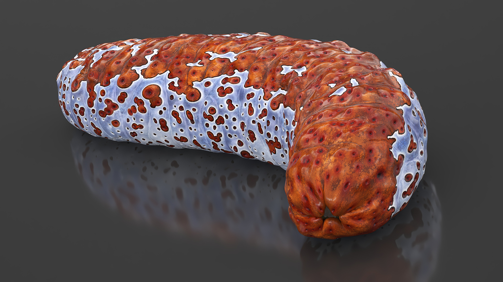 3D model Sea Cucumber S Shaped Red