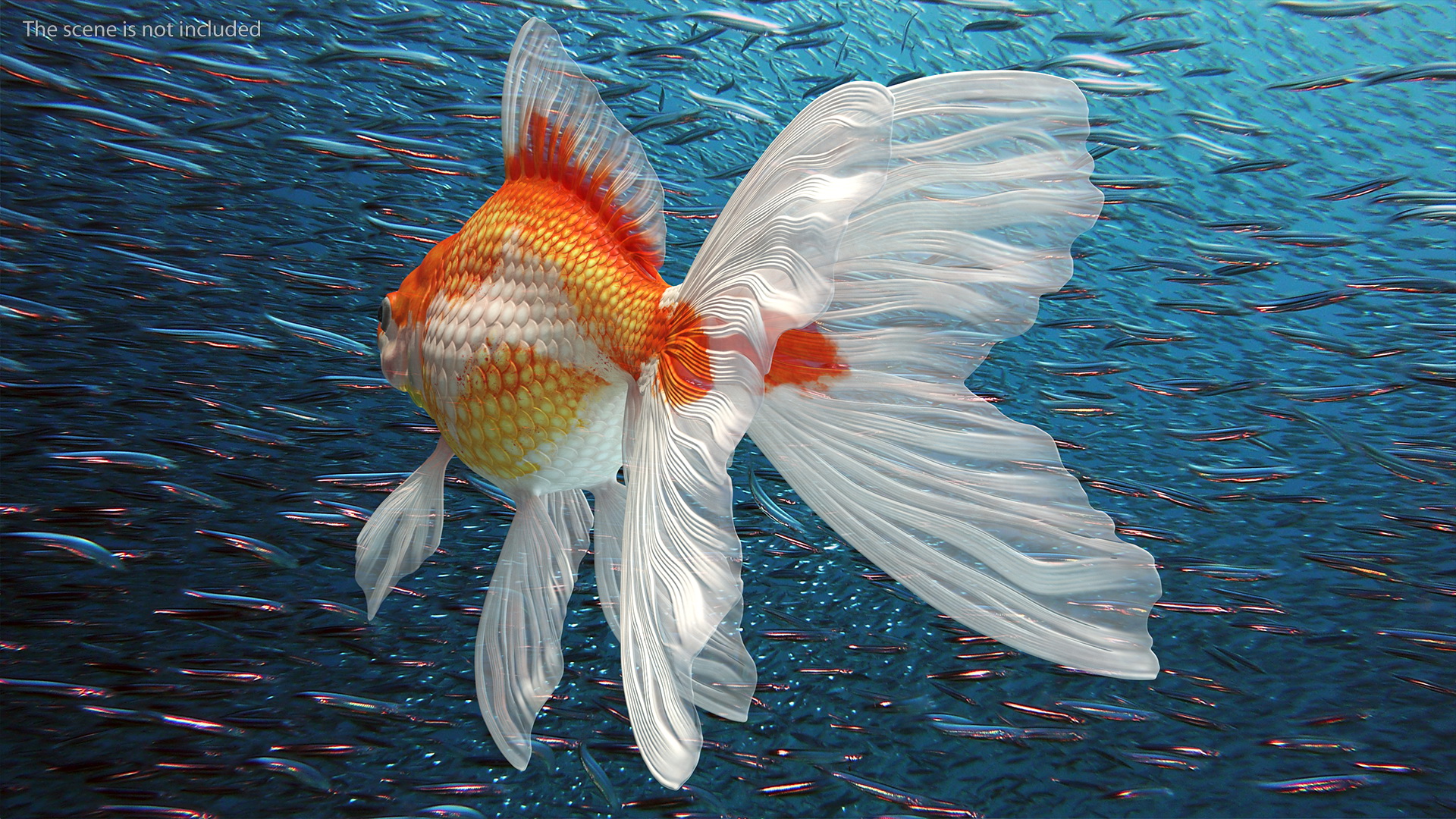 Goldfish Aquarium Fish 3D