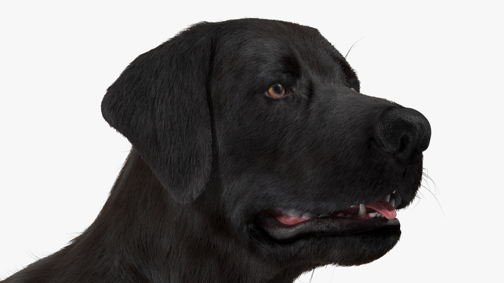 Labrador Dog Black Rigged Fur 3D model