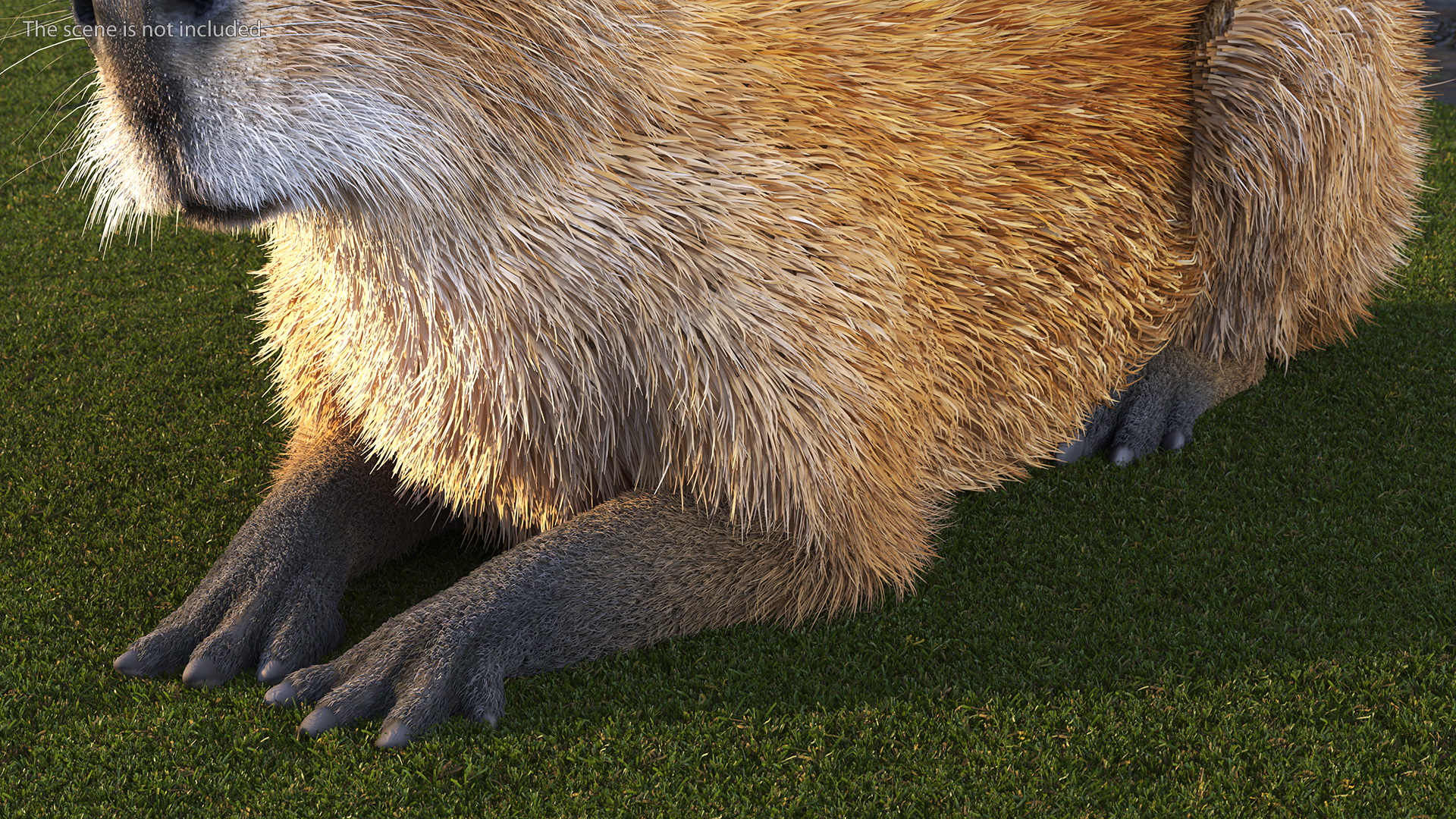 Capybara Fur Rigged 3D model