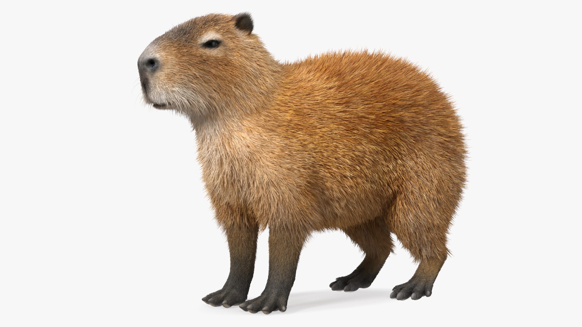 Capybara Fur Rigged 3D model