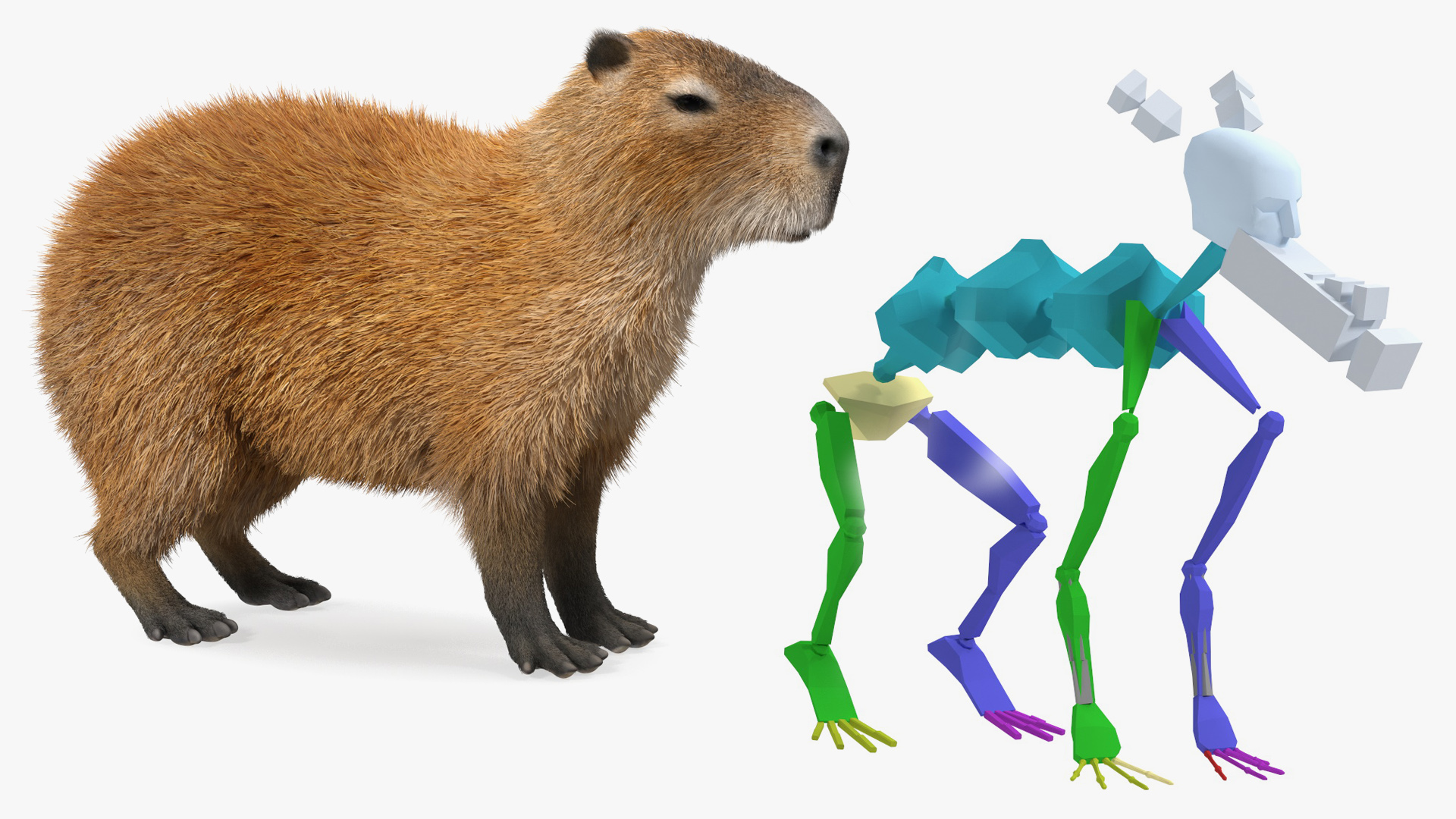 Capybara Fur Rigged 3D model