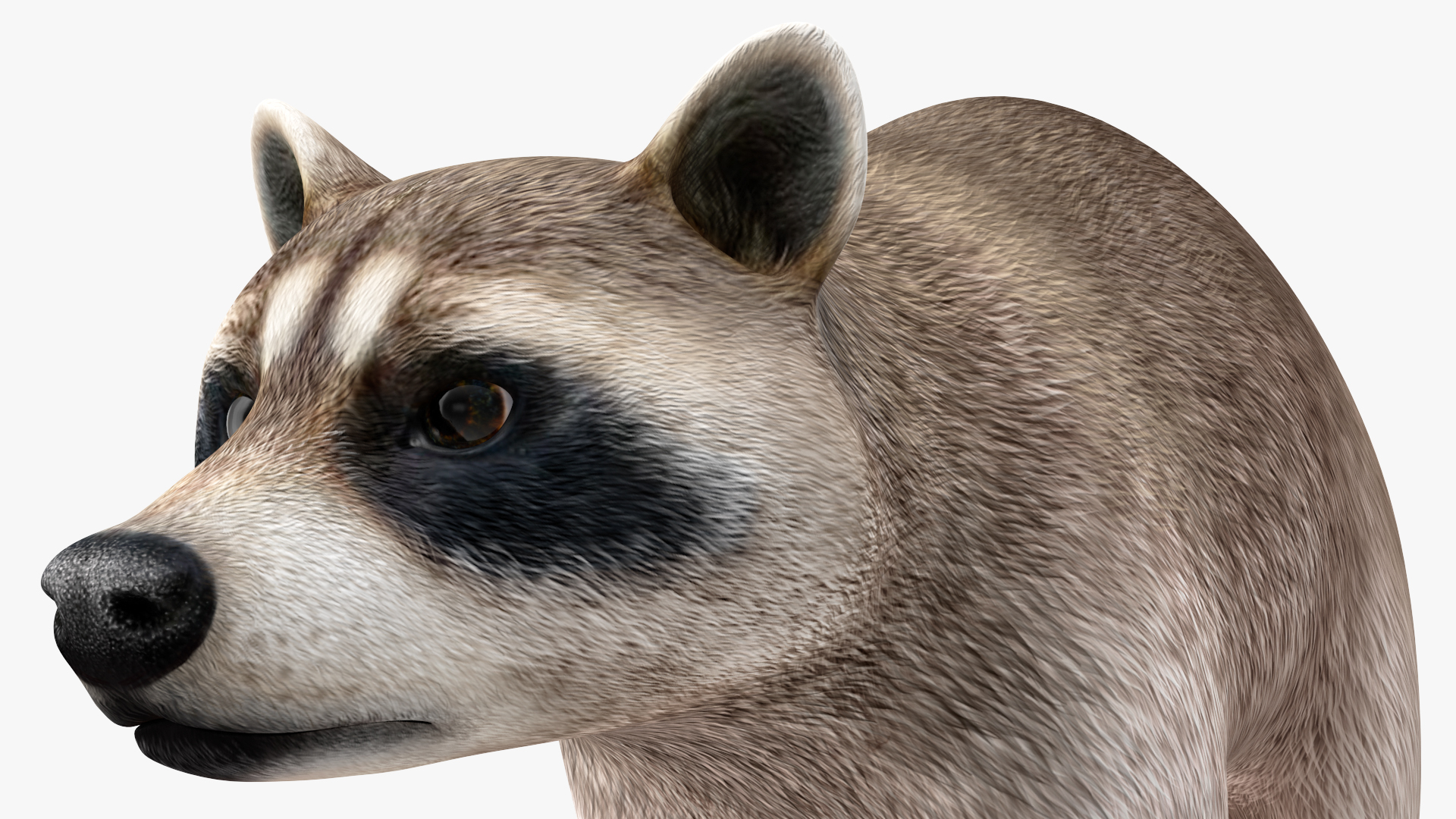 Raccoon 3D model