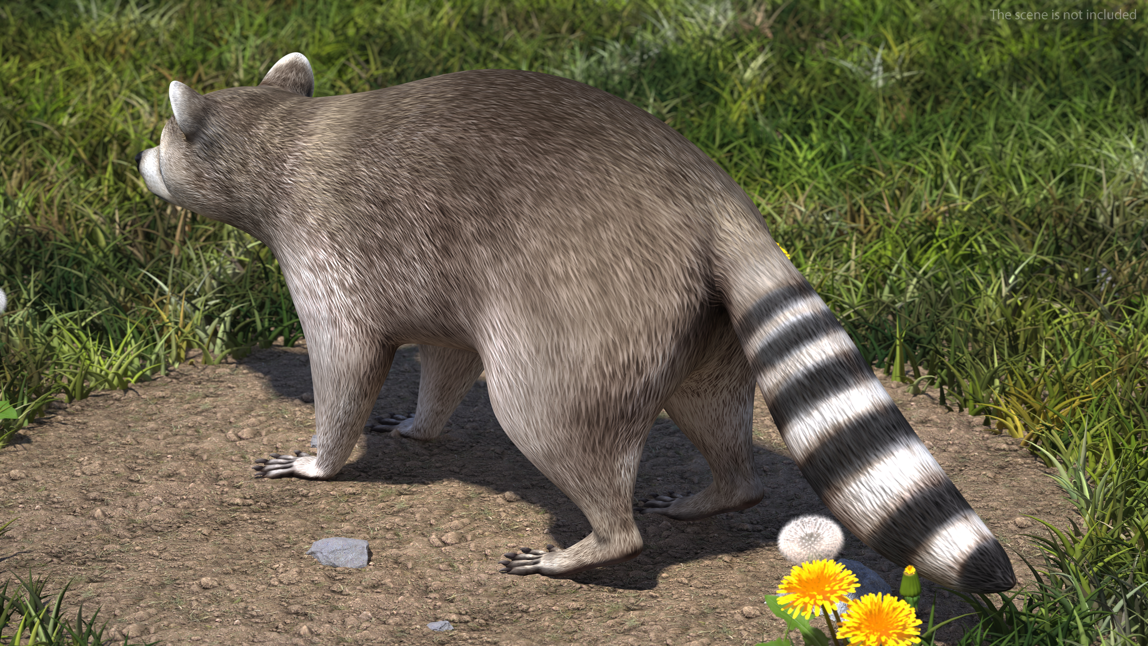 Raccoon 3D model